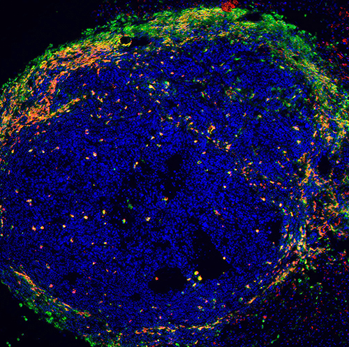 Immunofluorescence II